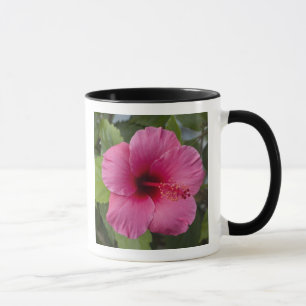 Mug États-Unis, Hawaï, Oahu. L'Hibiscus est le 2