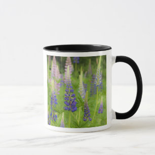 Mug États-Unis, Maine, Parc national d'Acadia. Champ d