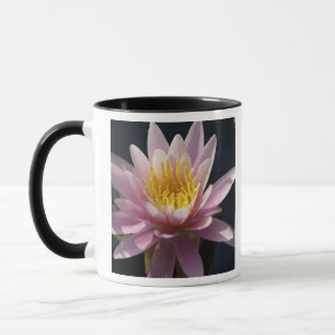 Mug États-Unis, Massachusetts, Great Barrington, nénup
