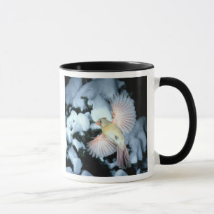 Mug États-Unis, Minnesota, Mendota Heights, Cardinal f