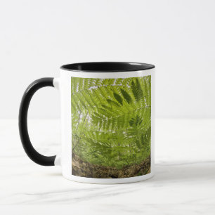 Mug États-Unis, Minnesota, North Shore Lake Superior,