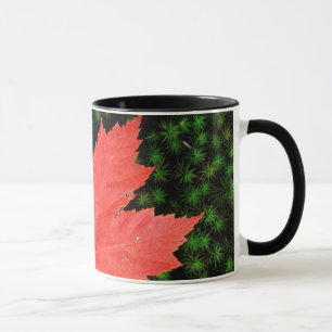 Mug États-Unis, Missouri, Forêt nationale Mark Twain