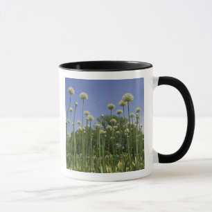 Mug États-Unis, Nouvelle-Angleterre, Massachusetts, Bo
