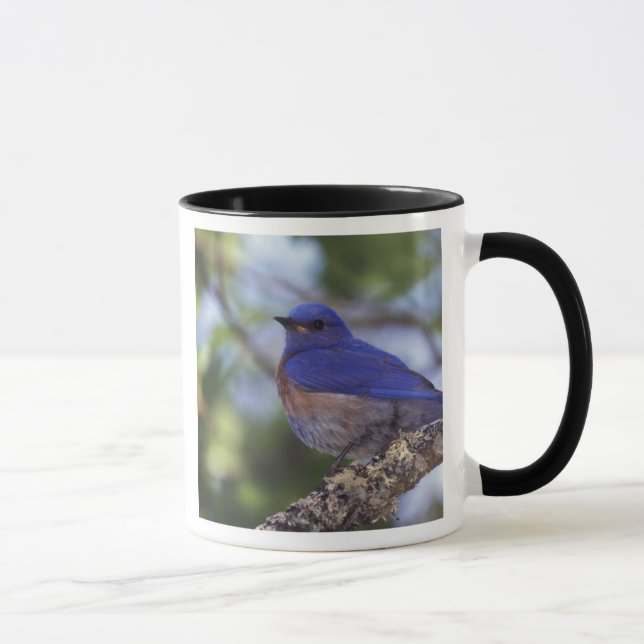 Mug États-Unis, Oregon. Merlebleu de l'Ouest mâle (Droite)