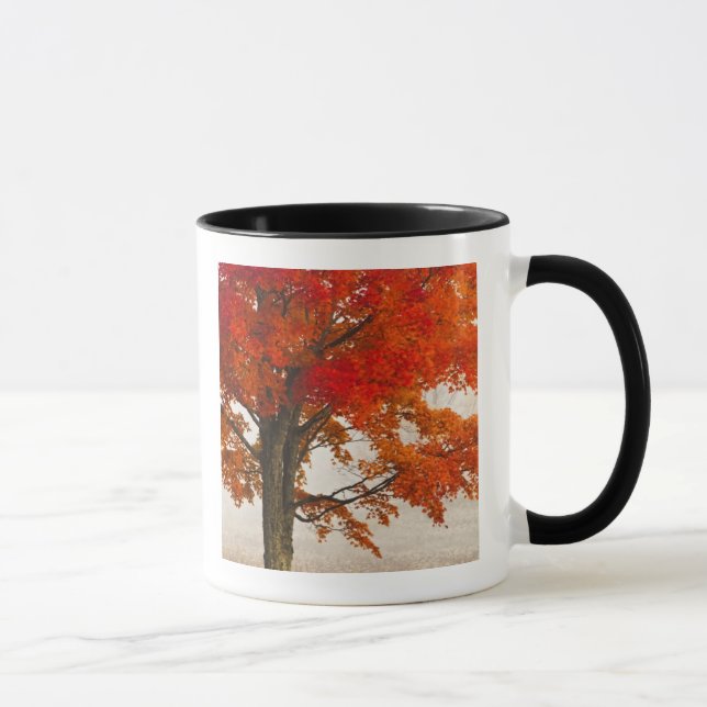 Mug États-Unis, Virginie-Occidentale, Davis. Érable ro (Droite)