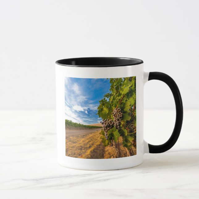 Mug États-Unis, Washington, Yakima Valley. Raisins Mer (Droite)