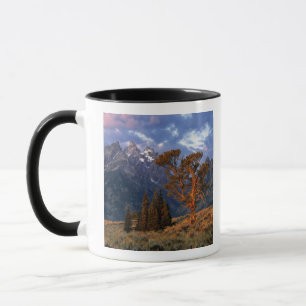 Mug États-Unis, Wyoming, Grand Teton NP. Un cèdre soli