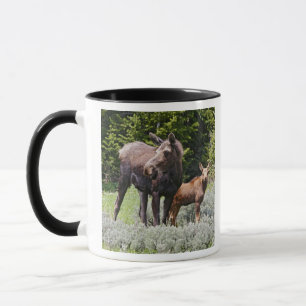Mug États-Unis, Wyoming, montagnes Bighorn, élan Alces