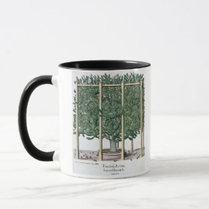 Mug Eystettensis indica de Ficus, du 'Hortus Eystet