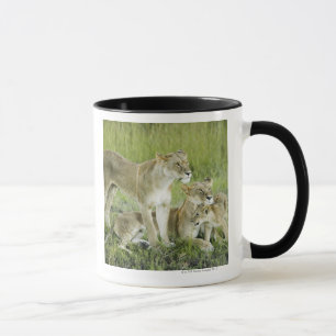 Mug Famille de lion au Kenya, Afrique