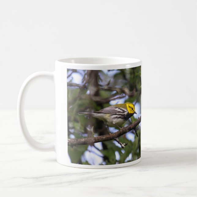 Mug fauvette verte Noir-throated (Gauche)