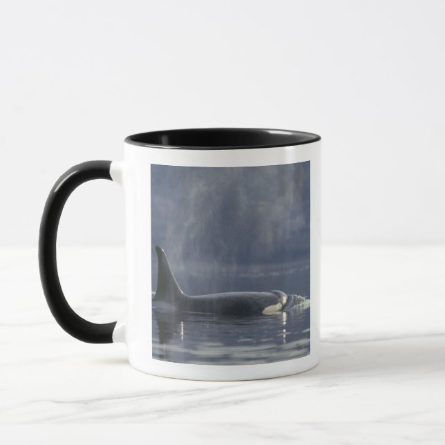 Mug femelle adulte Orca Whale Orcinus Orca), Puget (Gauche)