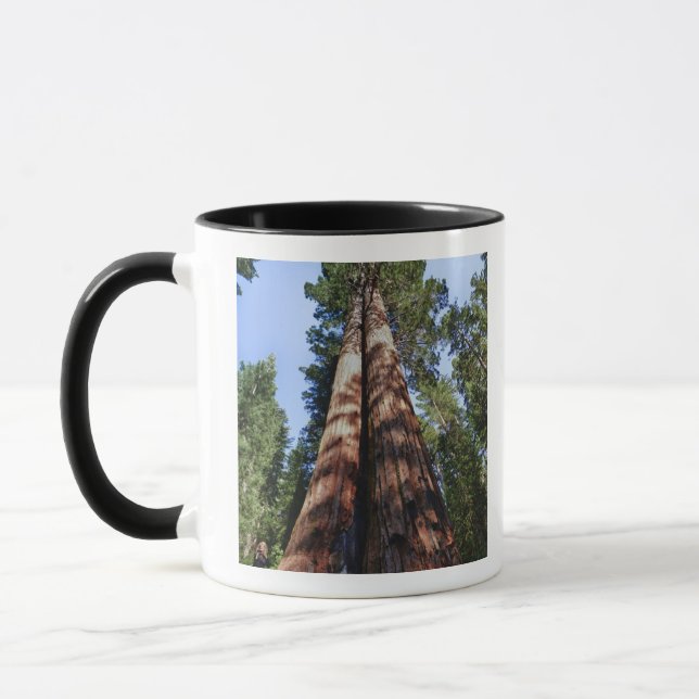 Mug Femme en train de filmer à la base d'un séquoia gé (Gauche)