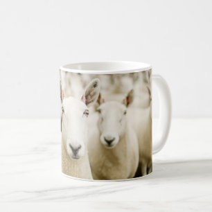 Mug Fermes   Troupeau de moutons