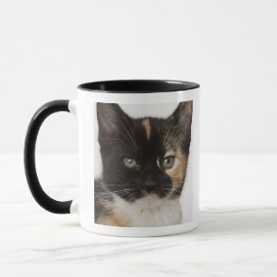 Mug Fermez-vous du chaton