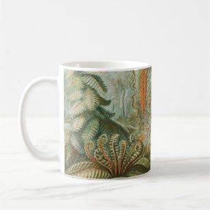 Mug Ferns, Filicinae Laubfarne par Ernst Haeckel