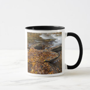 Mug Feuilles d'automne le long du ruisseau Look Glass 