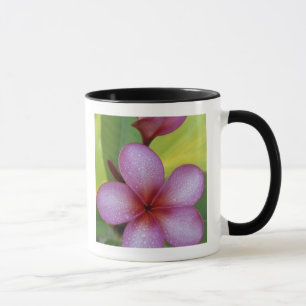 Mug Fleur, Plumeria sp.), Pacifique Sud, Niue