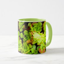 Fleurs de succulentes vertes