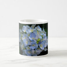 Fleurs Tasse-Bleues d'hortensia