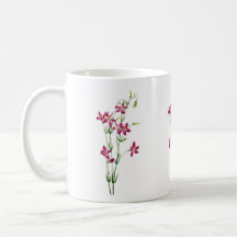 Fleurs Vintage - Centaurium par Mary Vaux Walcott