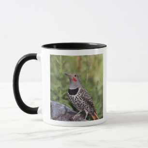 Mug Flicker du Nord, ColMatiauratus, Red shafted