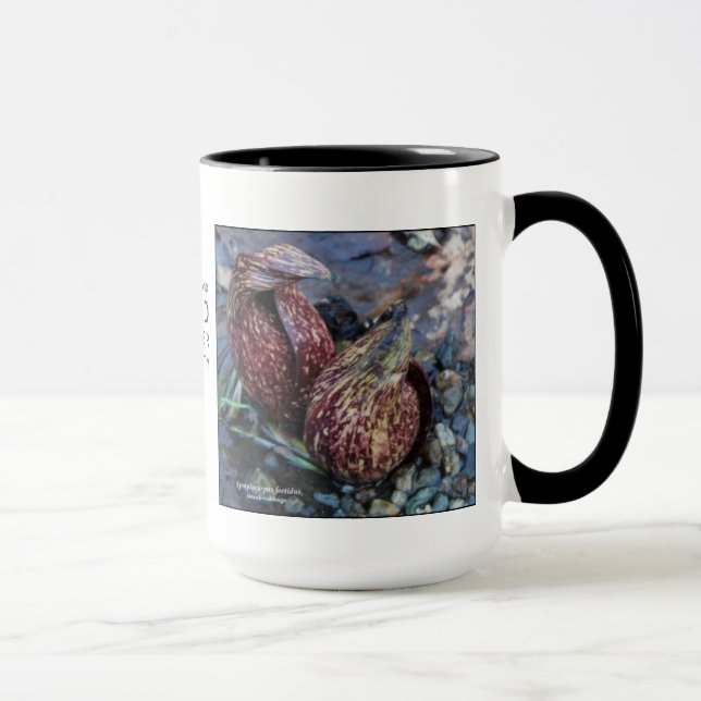 Mug Foetidus de Symplocarpus, mouffette-chou (Droite)
