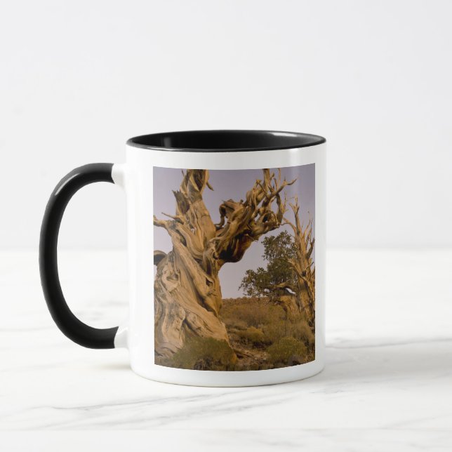 Mug Forêt antique de Bristlecone, Montagnes blanches,  (Gauche)