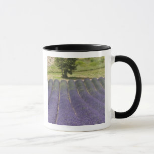 Mug France, Provence. Rangées de lavande en fleurs.