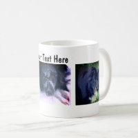 Frontière Collie Trio Chien Photographie