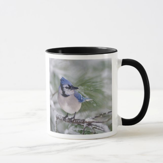 Mug Geai bleu, Cyanocitta cristata (Droite)