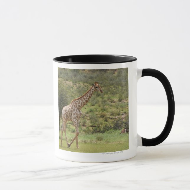 Mug Girafe, camelopardalis de Giraffa, Kgalagadi (Droite)