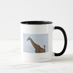 Mug Girafe (camelopardalis de Giraffa), ressortissant