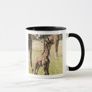Mug girafes de masaï, Giraffa camelopardalis 2