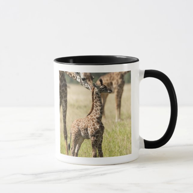 Mug girafes de masaï, Giraffa camelopardalis 2 (Droite)