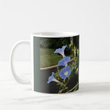 Gloire du matin Cascade Bleue