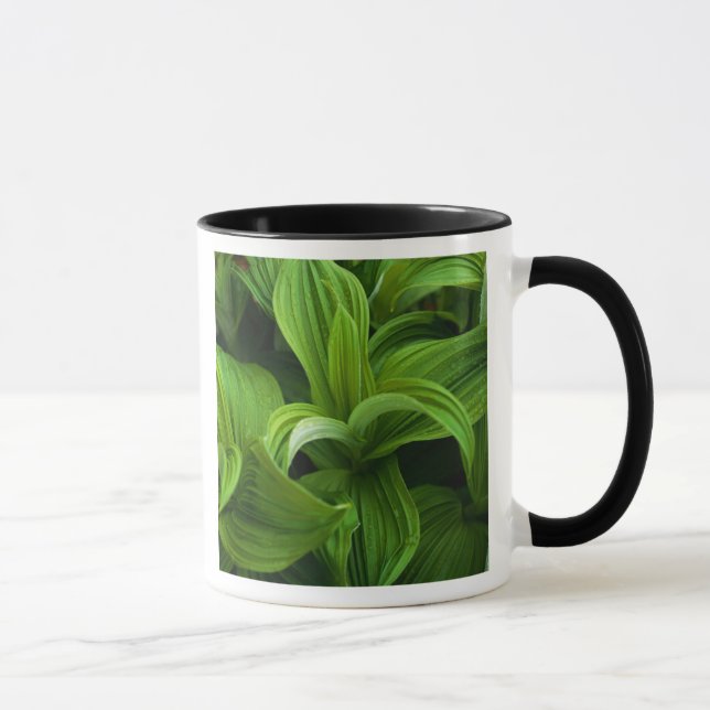 Mug Gouttes de rosée sur un Helabore faux (Droite)
