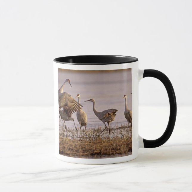 Mug Granes de Sandhill Grus canadensis) Platte (Droite)