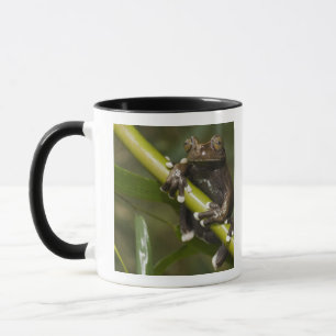 Mug Grenouille captive Tapichalaca Hyloscirtus 2