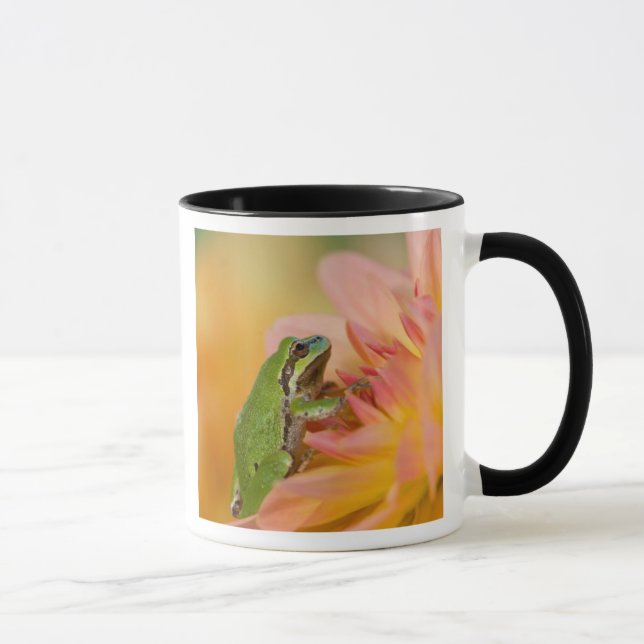 Mug Grenouille du Pacifique sur des fleurs dans notre  (Droite)