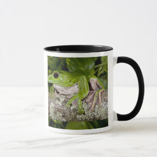 Mug Grenouille géante glissante, Polypedates dennysi s
