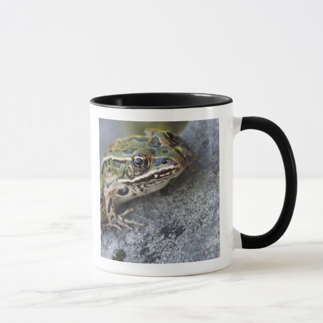 Mug Grenouille léopard du nord, Île transparente, (Droite)