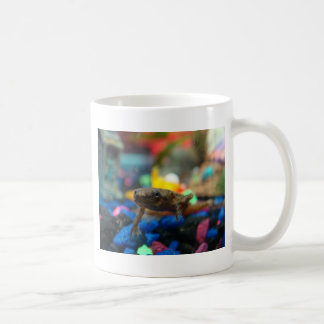 Mug Grenouille naine africaine
