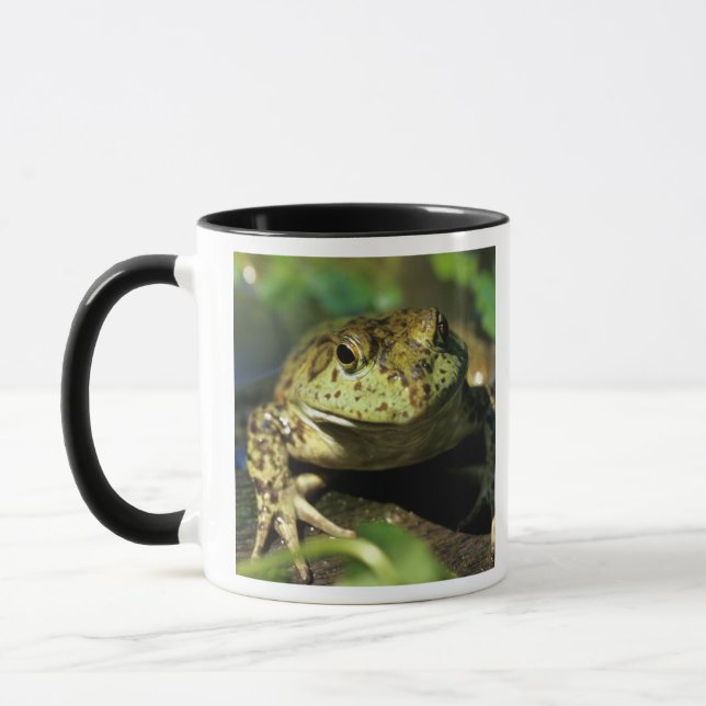 Mug Grenouille taureau. (Gauche)