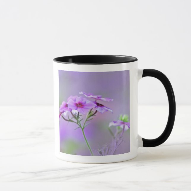 Mug Gros plan sur Phlox de Drummond, Phlox drummondi, (Droite)