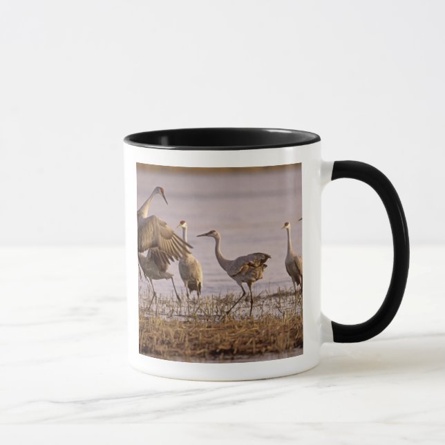 Mug Grues du Canada Grus canadensis) Platte (Droite)