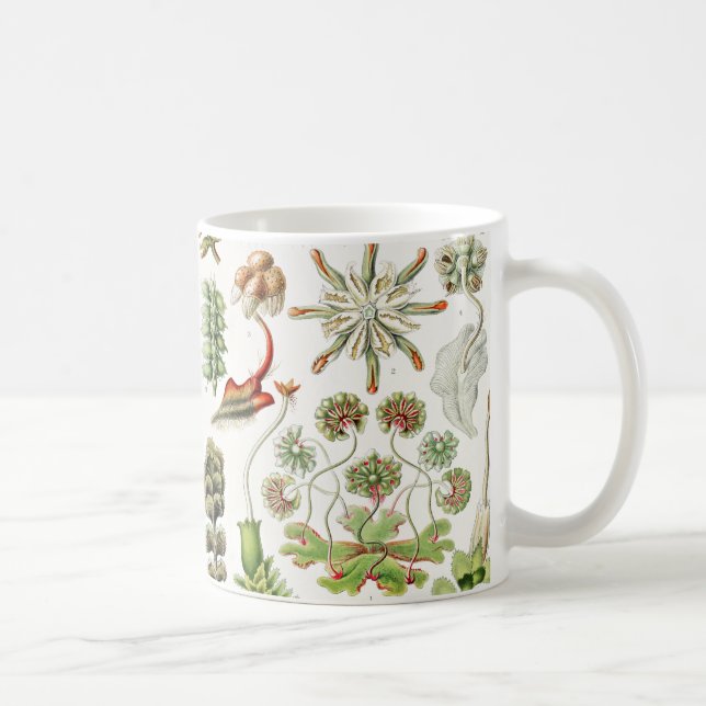 Mug Hepaticé Lebermoose par Ernst Haeckel (Droite)