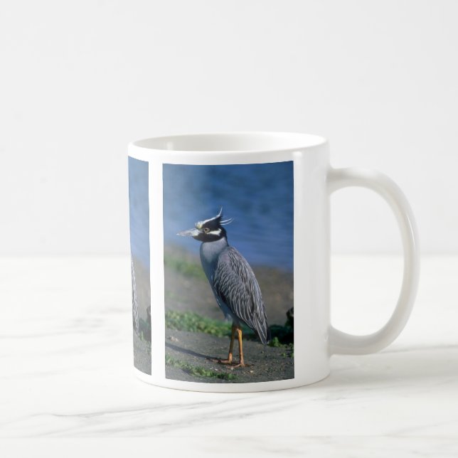 Mug héron de nuit Jaune-couronné (Droite)