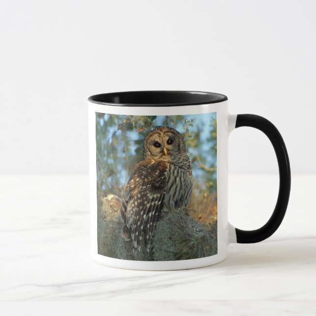 Mug Hibou moyen-duc perché dans de la mousse d'Espagne (Droite)