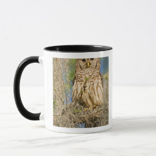 Mug Hibou moyen-duc (Strix varia) perché dans un cyprè